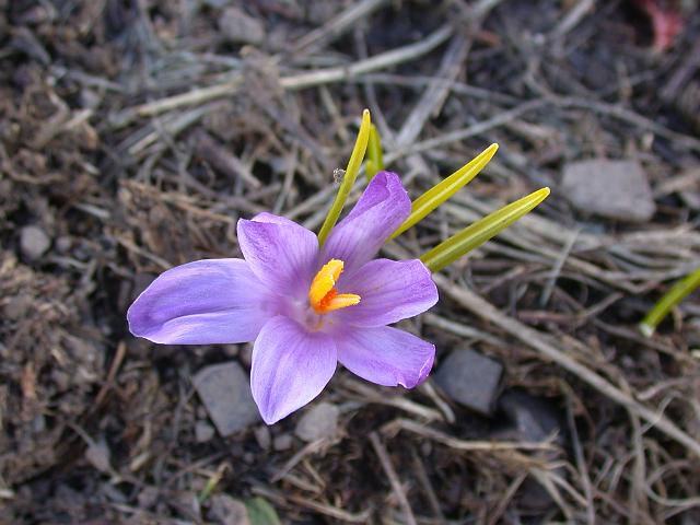 2004 05 23 Marcely 031.jpg